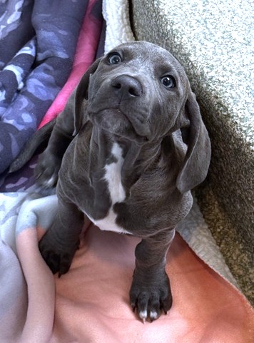 BOHDI - Hound / Mix available for adoption