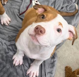 BONITA - Terrier / Mix available for adoption