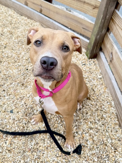 BEAUTIFUL - Pit Bull Terrier / Mix available for adoption