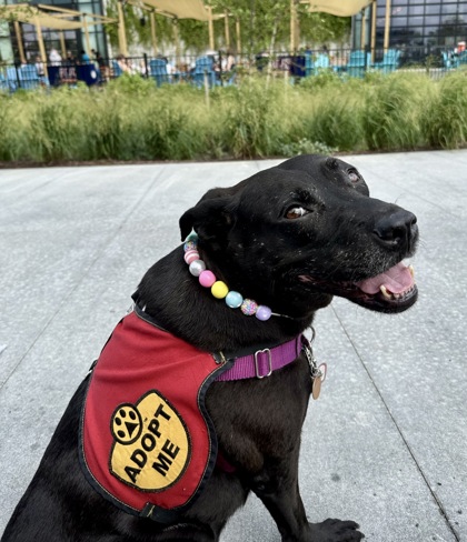 MISS BEA - Labrador Retriever / Mix available for adoption