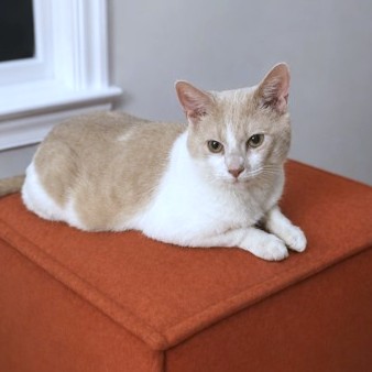 RONIN - Domestic Shorthair / Mix available for adoption