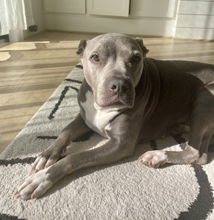 BOOGIE - Mixed Breed, Medium (up to 44 lbs fully grown) / Mix available for adoption