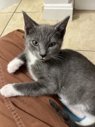 GRAYDEN - Domestic Shorthair / Mix available for adoption