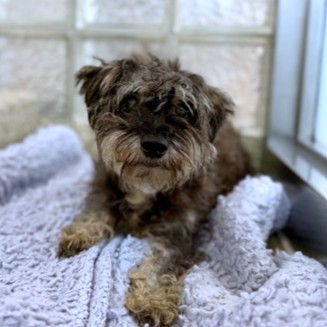 BUSY BEE - Standard Schnauzer / Mix available for adoption