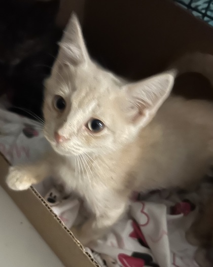 AUTUMN - Domestic Shorthair / Mix available for adoption