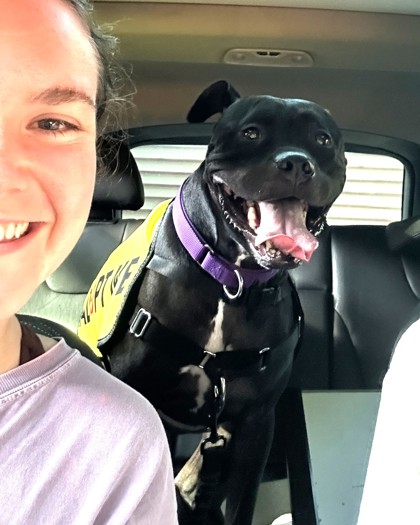SHERLOCK - Boxer / Mix available for adoption