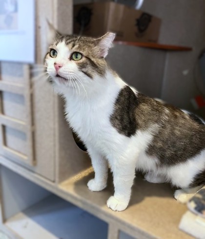 OTTAWA - Domestic Shorthair / Mix available for adoption