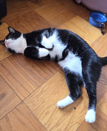 NINO - Domestic Shorthair / Mix available for adoption