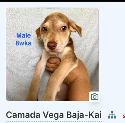 KAI - Mixed Breed, Medium (up to 44 lbs fully grown) / Mix available for adoption