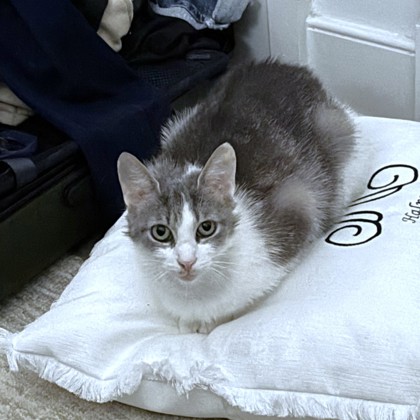 MJ (MOTHER JONES) - Domestic Shorthair / Mix available for adoption