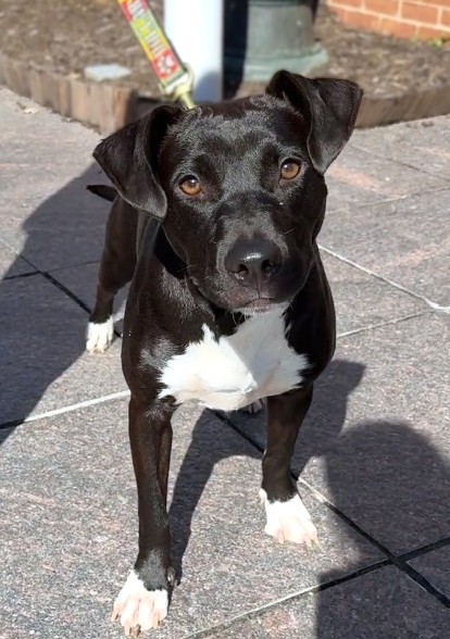 CHA CHA SHAKES - Pit Bull Terrier / Mix available for adoption
