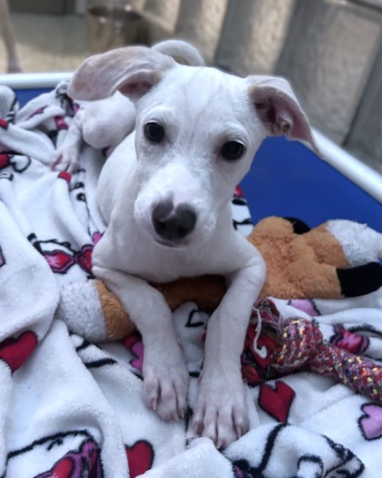 TWIX - Short Coat Chihuahua / Mix available for adoption