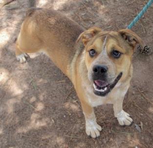 BIGGIE - Bulldog / Mix available for adoption