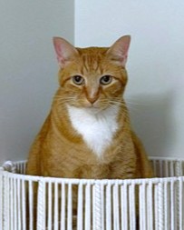 TORY - Domestic Shorthair / Mix available for adoption