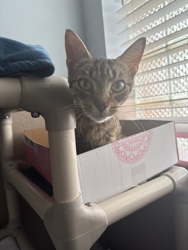 SUNSHINE - Domestic Shorthair / Mix available for adoption