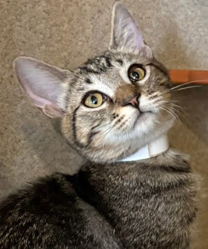 POLINA - Domestic Shorthair / Mix available for adoption