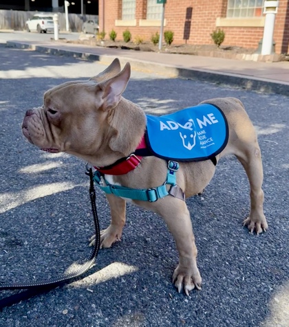 BIG BOY - Mixed Breed, Small (under 24 lbs fully grown) / Mix available for adoption