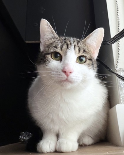 CLOVER - Domestic Shorthair / Mix available for adoption