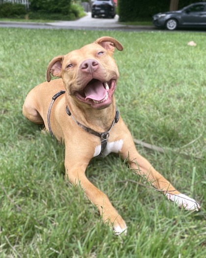 BRONX - Mixed Breed, Medium (up to 44 lbs fully grown) / Mix available for adoption