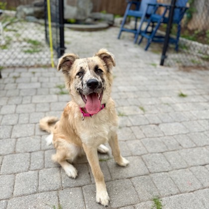 COOKIE DOUGH - Catahoula Leopard dog / Mix available for adoption