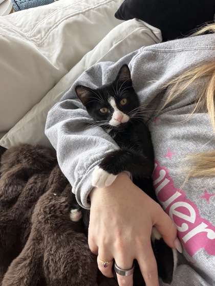 PRINGLE - Domestic Shorthair / Mix available for adoption