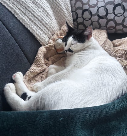 UNIQUA - Domestic Shorthair / Mix available for adoption