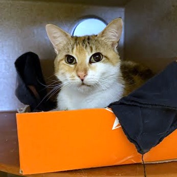 POSH - Domestic Shorthair / Mix available for adoption