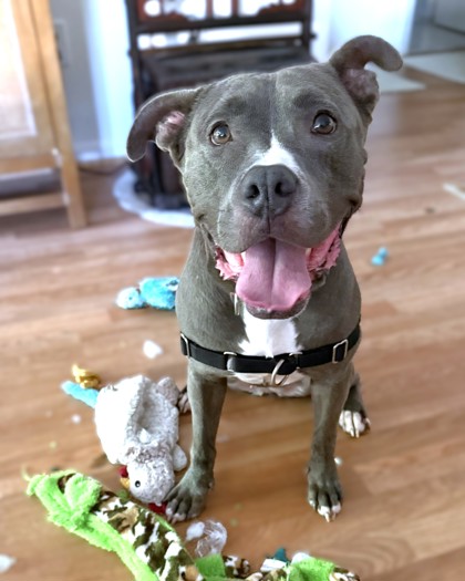 MILAN - Pit Bull Terrier / Mix available for adoption