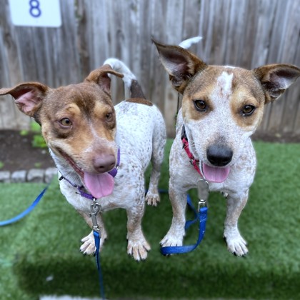 BRUNO - Jack Russell Terrier / Mix available for adoption