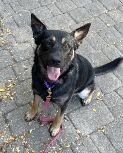 SELENA - German Shepherd / Mix available for adoption