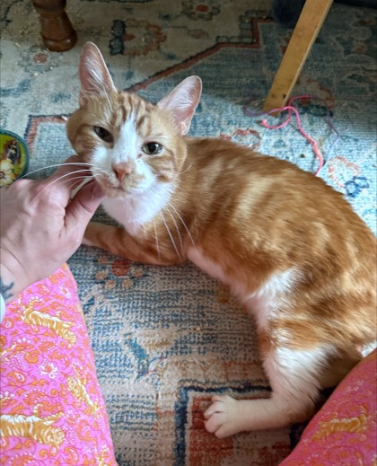 JAUXI - Domestic Shorthair / Mix available for adoption