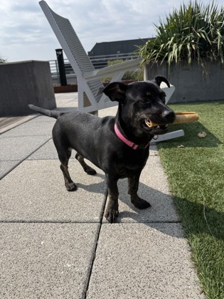 JOY - Mixed Breed, Medium (up to 44 lbs fully grown) / Mix available for adoption