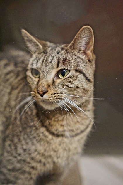 JADA - Domestic Shorthair available for adoption