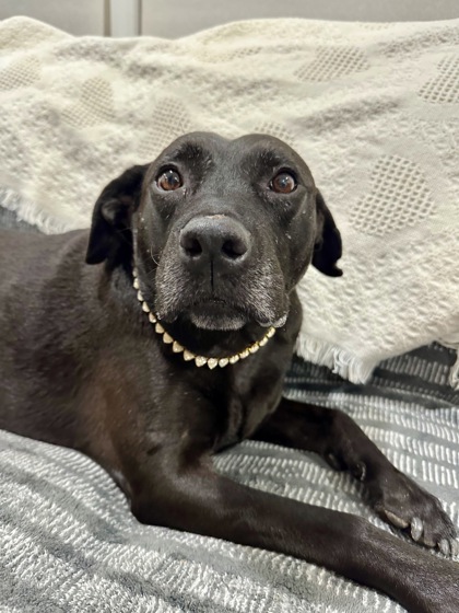 MISS BEA - Labrador Retriever / Mix available for adoption