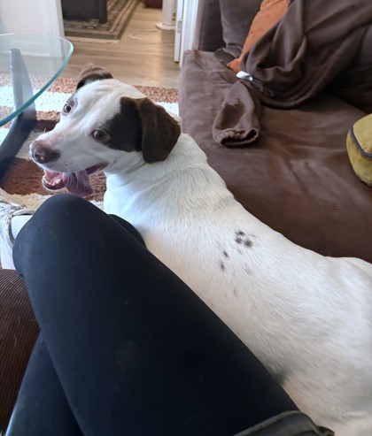 BENTLEY - Mixed Breed, Medium (up to 44 lbs fully grown) / Mix available for adoption