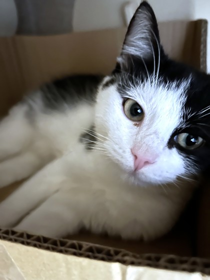 CASEY - Domestic Shorthair / Mix available for adoption