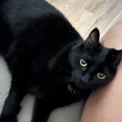 PUMA - Domestic Shorthair / Mix available for adoption