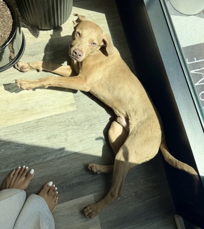COLBY - Mixed Breed, Medium (up to 44 lbs fully grown) / Mix available for adoption
