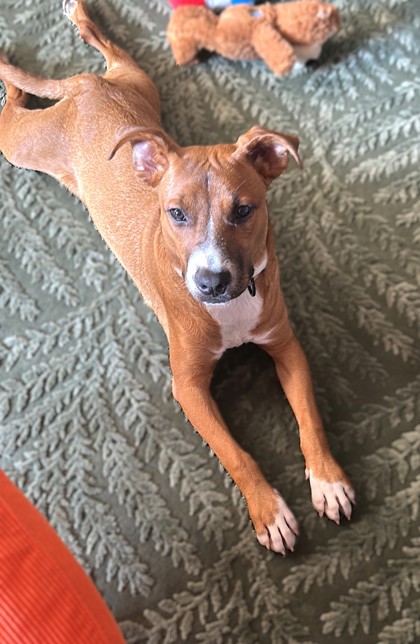 DOJO - Hound / Mix available for adoption