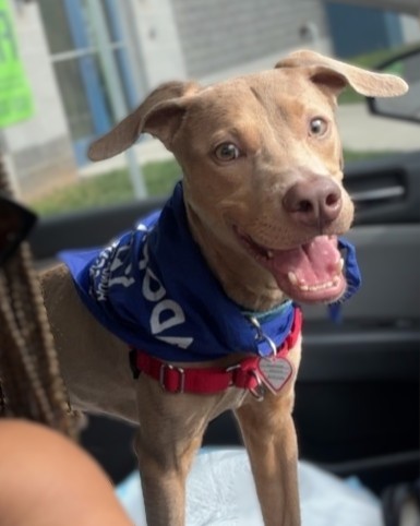 COLBY - Mixed Breed, Medium (up to 44 lbs fully grown) / Mix available for adoption
