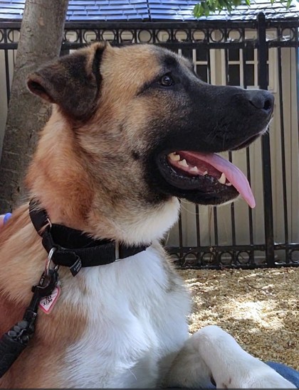 BUMPER BOAT - Anatolian Shepherd / Mix available for adoption
