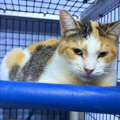 HARPER - Domestic Shorthair / Mix available for adoption