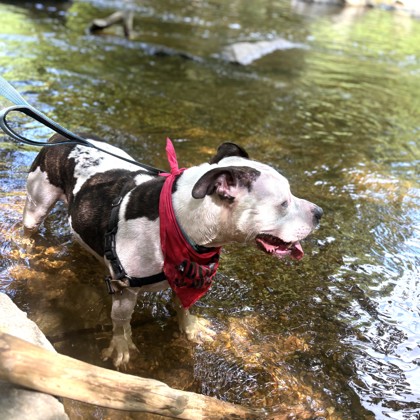AZOOZ - Pit Bull Terrier / Mix available for adoption
