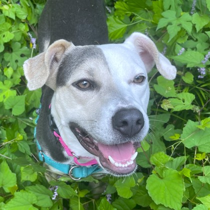 KIM POSSIBLE - Mixed Breed, Medium (up to 44 lbs fully grown) / Mix available for adoption
