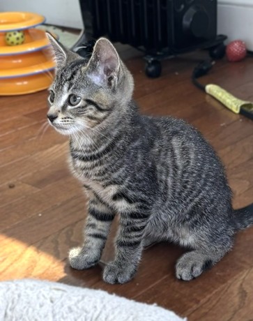 CAKE POP - Domestic Shorthair / Mix available for adoption