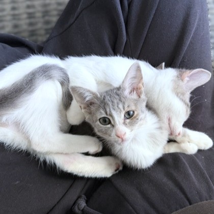 CAPTURE THE FLAG - Domestic Shorthair / Mix available for adoption