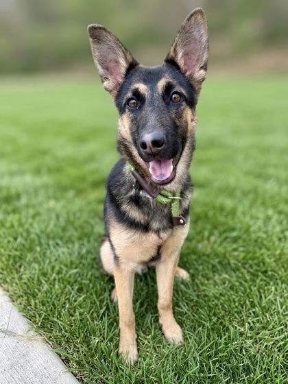 JILLIAN - German Shepherd / Mix available for adoption