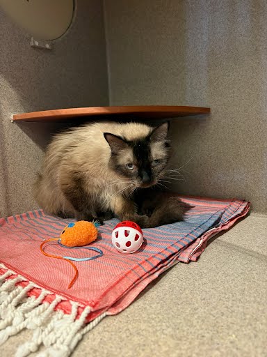 JEEZ LOUISE - Siamese / Mix available for adoption