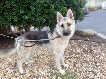 MINDY - German Shepherd / Mix available for adoption
