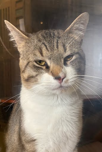 LT CHONKERS - Domestic Shorthair / Mix available for adoption